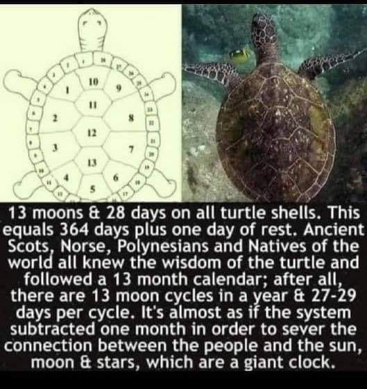 13 Month Biblical Year Seen On Turtle Back