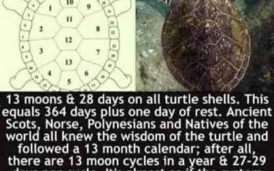 13 Month Biblical Year Seen On Turtle Back